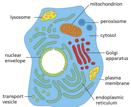 <p>cytoplasm</p>