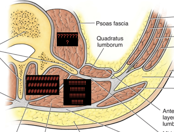 <p>the three muscles on the side from anterior to posterior</p>