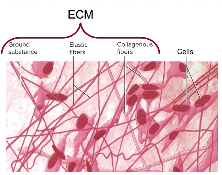 <p>Cells and Extracellular Matrix</p>