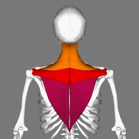 <p>Orange area</p>