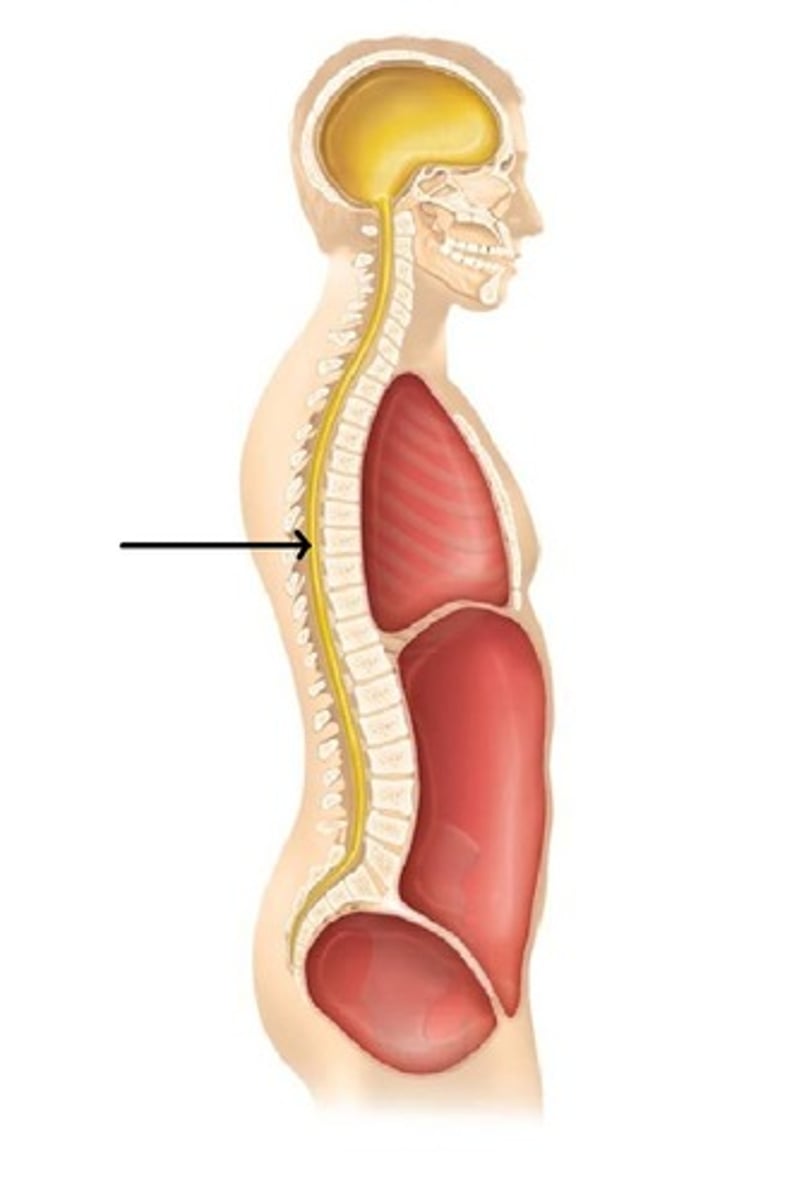 <p>contains the spinal cord</p>