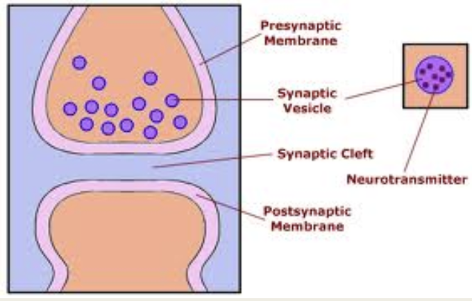 <p>synaptic gap</p>