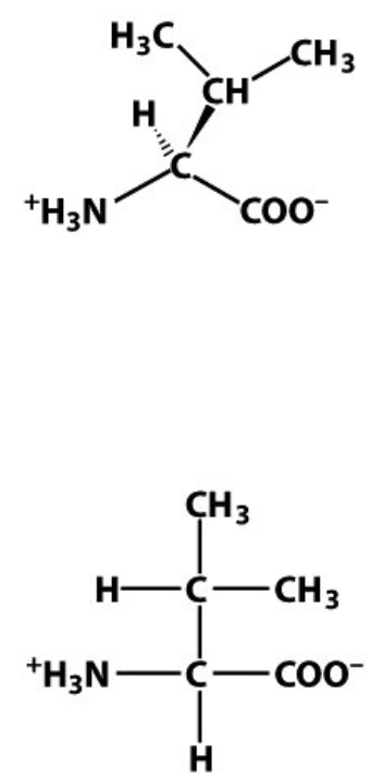 <p>V</p><p>Val</p><p>Hydrophobic, non-polar</p>