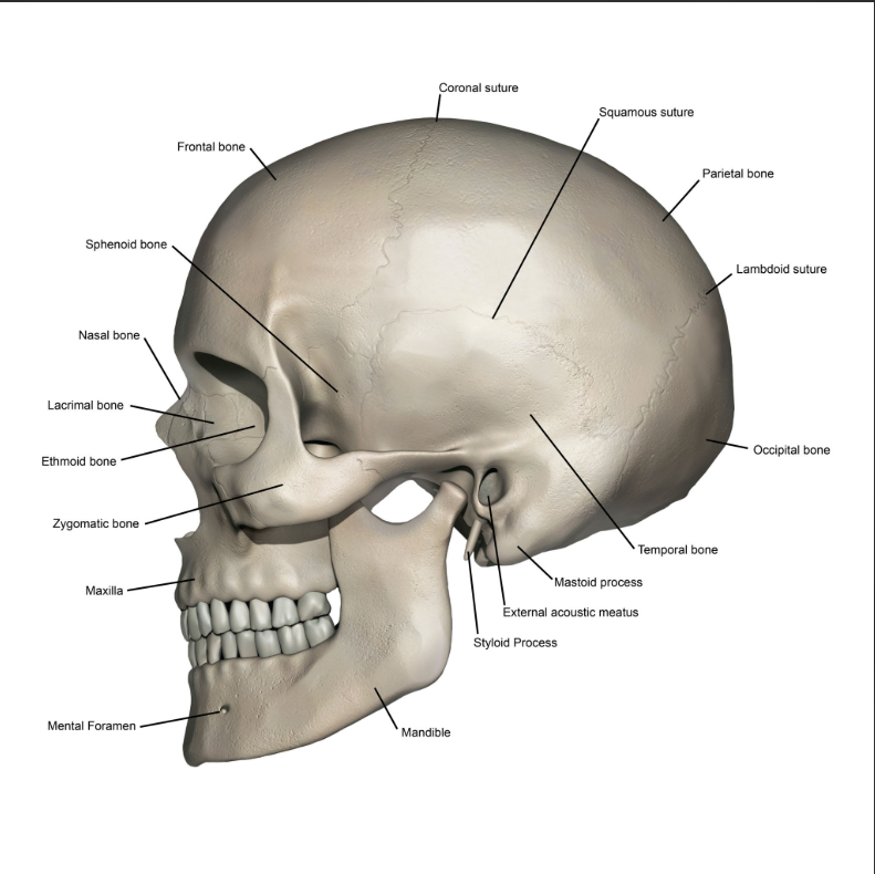 <p>Which bone protects your brain? (Noun)</p>