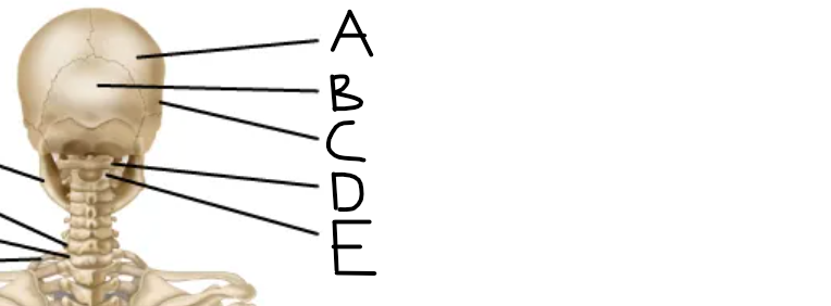 <p>What label should be in position D?</p>