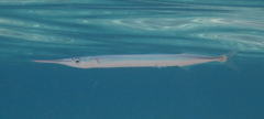 <p>Sea Needle</p>