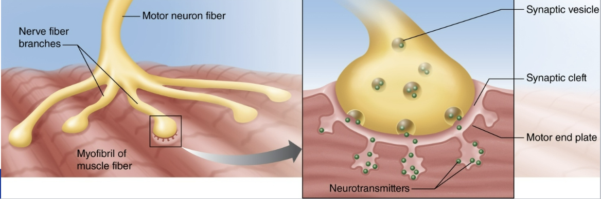<p>How does a motor neuron create a muscular AP?</p>
