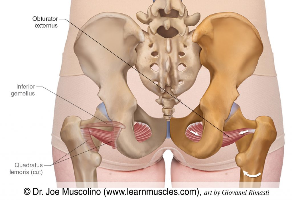 <p>obtutator externus</p>