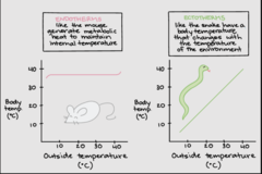 <p>Ectotherms (cold-blooded) - have higher production efficiency (P/A) because they spend less energy on metabolism. </p><p>P/A is the percentage of energy stored in assimilated food that is NOT used for respiration/metabolism (R)</p><p>Therefore, Endotherms have lower production efficiency (P/A) because they spend a lot of their energy on respiration/metabolism (R) to self-regulate. Whereas Ectotherms only really need to rely on the external environment, and have more energy they can put towards production/tissues (P).</p>