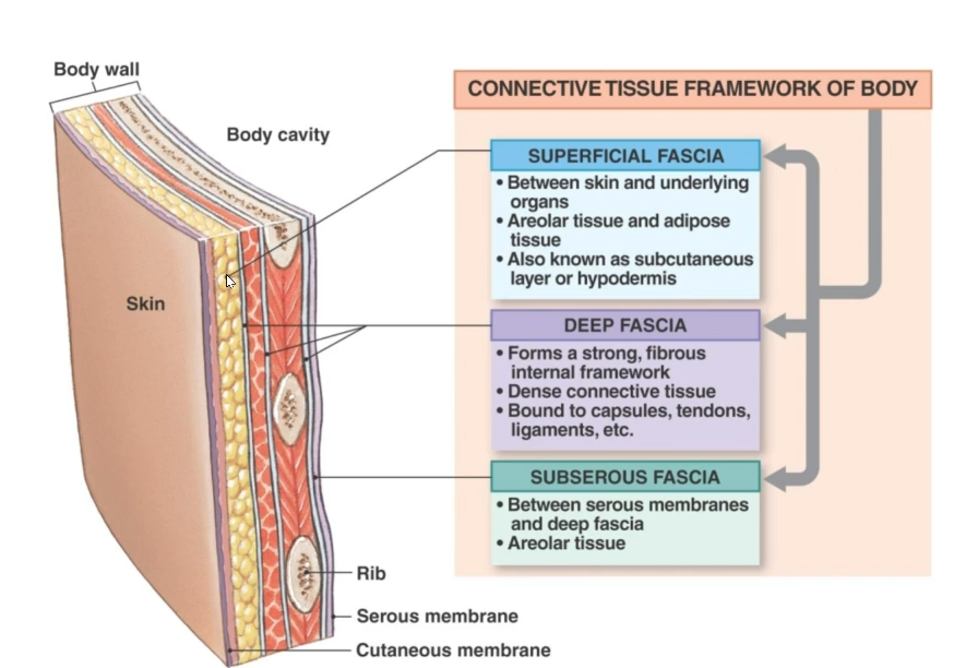 <p><strong>Deep Facia:</strong> made of dense connective tissue, forms strong fibrous internal framework</p>