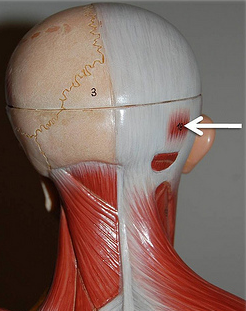 <p>Muscle, Action. Perform the action on your own body</p>