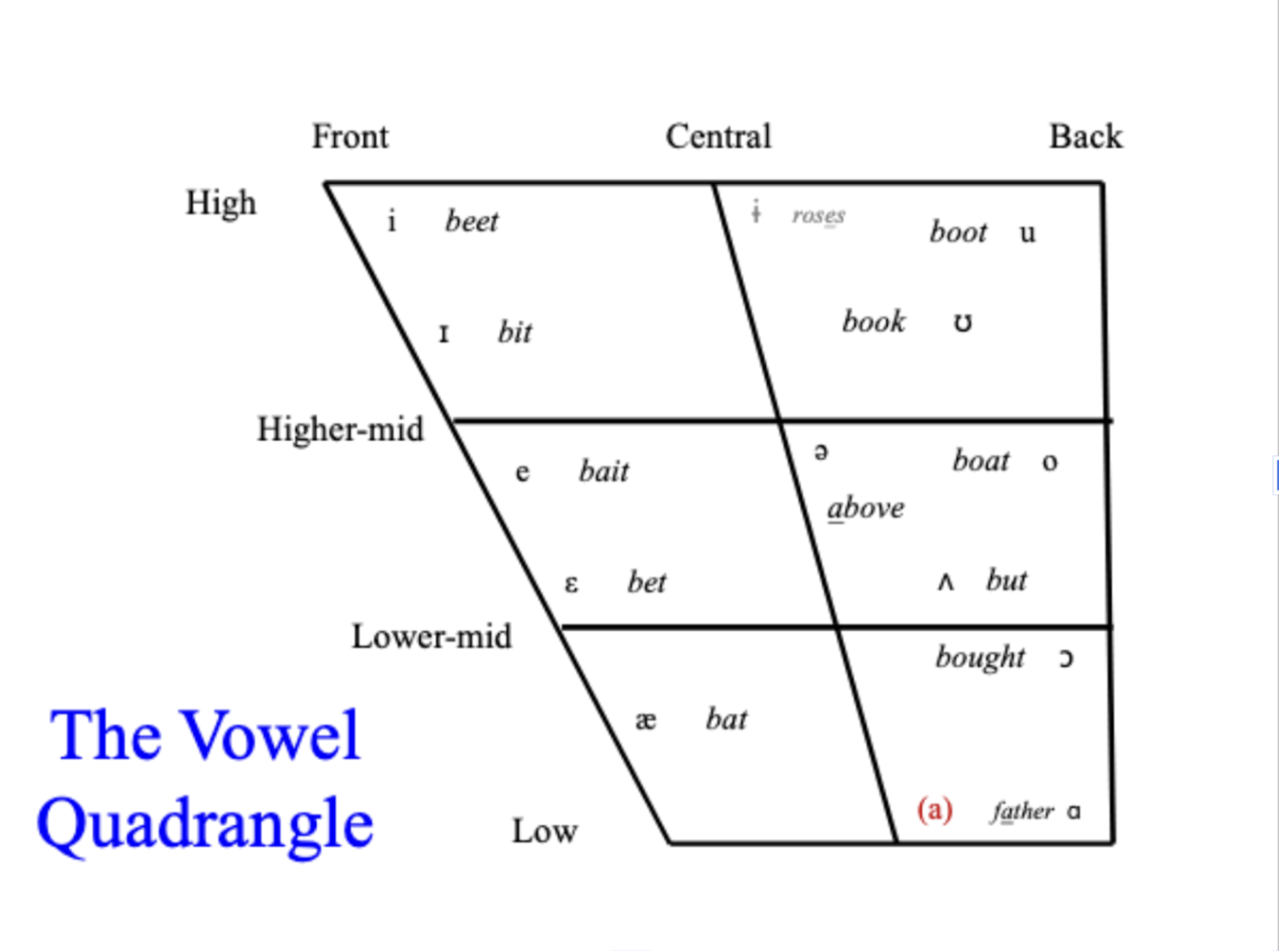 <p>- High: tongue is close to the roof of the mouth, jaw is relatively closed</p><p>- Low: tongue is low in the mouth, jaw is dropped</p><p>- Front: tongue positioned in the front of the mouth, behind the teeth</p><p>- Back: tongue positioned towards the rear of the oral cavity, near the soft palate</p><p>- Tense: produced with more muscular tension and usually longer in duration</p><p>- Lax: produced with less muscular tension</p><p>- Rounded: protruding, circular lips</p><p>- Unrounded: keep lips relaxed or stretched</p>