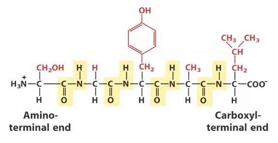 <p>Polymer of amino acids, identify the alpha carbons and peptide bonds</p>