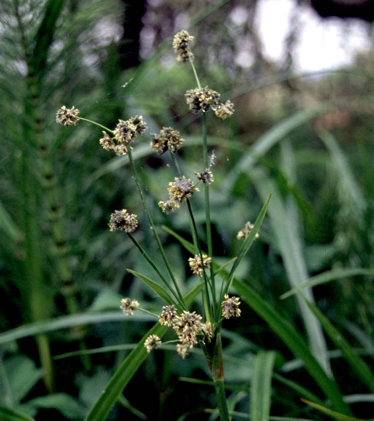 <p><span>Bulrush</span></p>