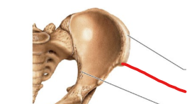 <p>sharp, slender projection</p>