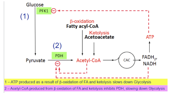 <p>phenomenon during which metabolic conditions degrade a large quantity of fatty acids via beta oxidation and high ketolysis inhibit glucose degradation, thereby contributing to glucose-sparing effect essential for brain survival during starvation.</p>