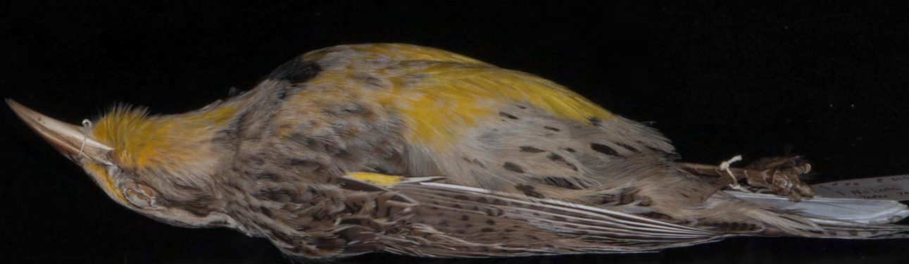 <p>Meadowlark</p>