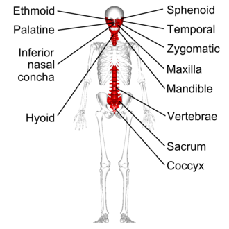 <ul><li><p>complicated shapes (vertebrae, pelvis)</p></li></ul><p></p>