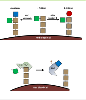 <ul><li><p><span style="line-height: 20.925px;">The sugar chains on a rbc are made by a metabolic chain of enzymes&nbsp;and Types A B and O are due to the last sugar added to that chain&nbsp;</span></p></li><li><p><span style="line-height: 20.925px;">The gene for the enzyme in the chain directly in front of <em>I </em>is <em>H</em>&nbsp;</span></p></li><li><p><span style="line-height: 20.925px;"><em>H </em>has two alleles: The dominant H allele makes an enzyme that functions normally and add the H sugar&nbsp;and The recessive h allele makes an enzyme that cannot add the H sugar&nbsp;</span></p></li><li><p><span style="line-height: 20.925px;">The<em> I</em> enzyme requires the H sugar to be added to function normally&nbsp;</span></p></li><li><p><span style="line-height: 20.925px;">In ppl who are homozygous dominant for H or heterozygous the enzyme adds the H sugar correctly so the I enzyme can add the A or B sugars normally&nbsp;</span></p></li></ul><ul><li><p class="Paragraph SCXW74535669 BCX8" style="text-align: left;"><span style="line-height: 20.925px;">In ppl who are homozygous recessive for H, the enzyme does not add the H sugar&nbsp;</span></p></li><li><p class="Paragraph SCXW74535669 BCX8" style="text-align: left;"><span style="line-height: 20.925px;">Now the I enzyme cannot add A or B sugars so an hh individual will always have type O blood no matter what their I genotype is&nbsp;</span></p></li></ul><p></p>