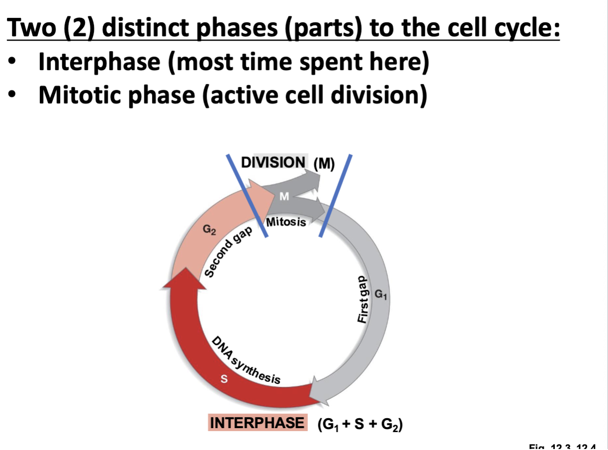 <p>Interphase</p>