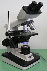 <p>What part of the microscope does the arrow indicate</p>