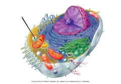 <p>A membrane bound organelle containing digestive enzymes that breakdown cellular waste.</p><p>Removes "junk" from cells and old organelles</p>