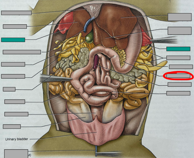 <p>What part of the organism is this?</p>