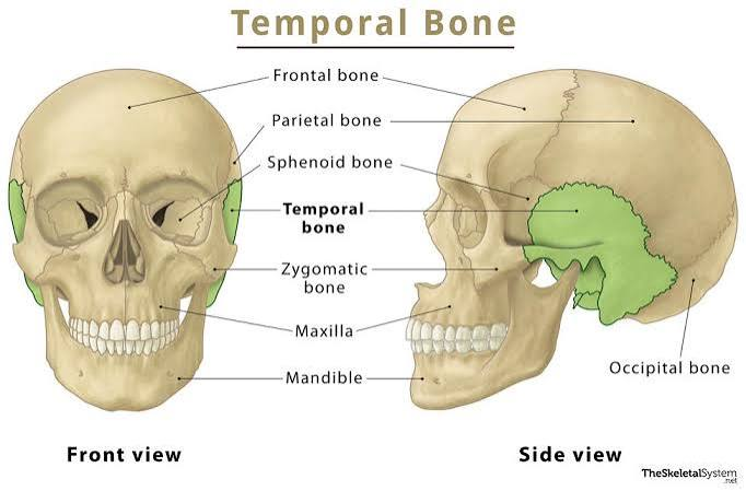 <p>2 bones. Lateral skull near the ears.</p>