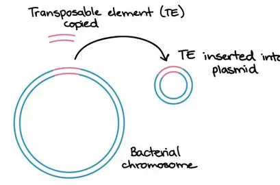 <p>Transposable elements, or "jumping genes," can move within and between genomes, causing mutations and altering gene expression. </p><ul><li><p>Widespread among cells and viruses</p></li><li><p>Can replicate and move to multiple regions in the chromosome</p></li><li><p>Can move from a plasmid to a chromosome, from a chromosome to a plasmid, and from one chromosome to another chromosome</p></li><li><p>Known to be involved with changes in traits such as colony morphology, pigmentation, antigenic characteristics, replacement of damaged DNA, and the transfer of drug resistance between bacteria</p></li><li><p>First proposed by Barbara McClintock in 1951</p></li></ul><p></p>