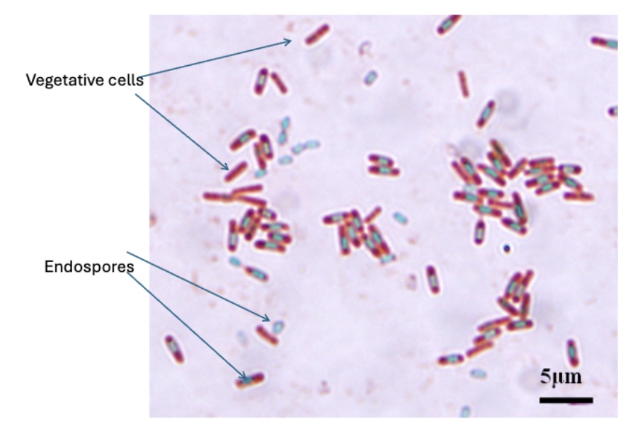 <p>Identifies bacterial spores (green) from vegetative cells (red/pink)</p>
