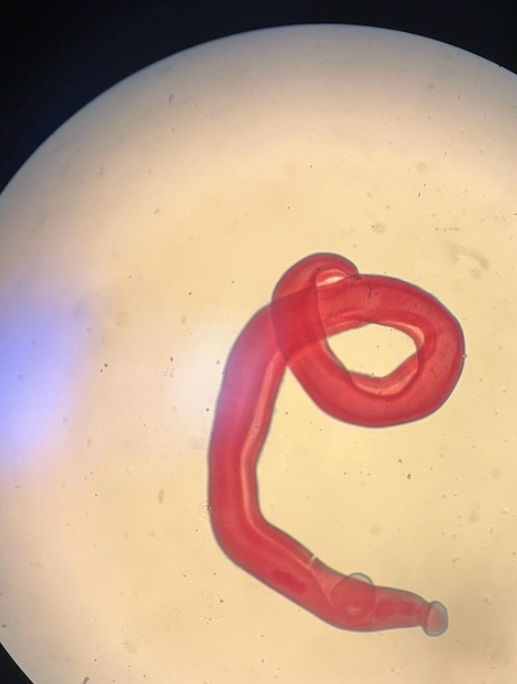 <p>What is this? Class and Phylum?</p>