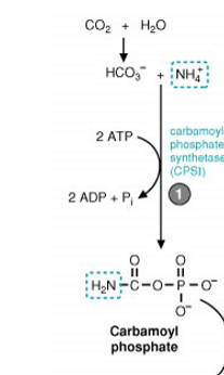 <p>bicarbonate, ammonia, and 2 ATPs are required for carbamoyl phosphate synthetase I to make carbamoyl phosphate - this is the rate-limiting step </p>