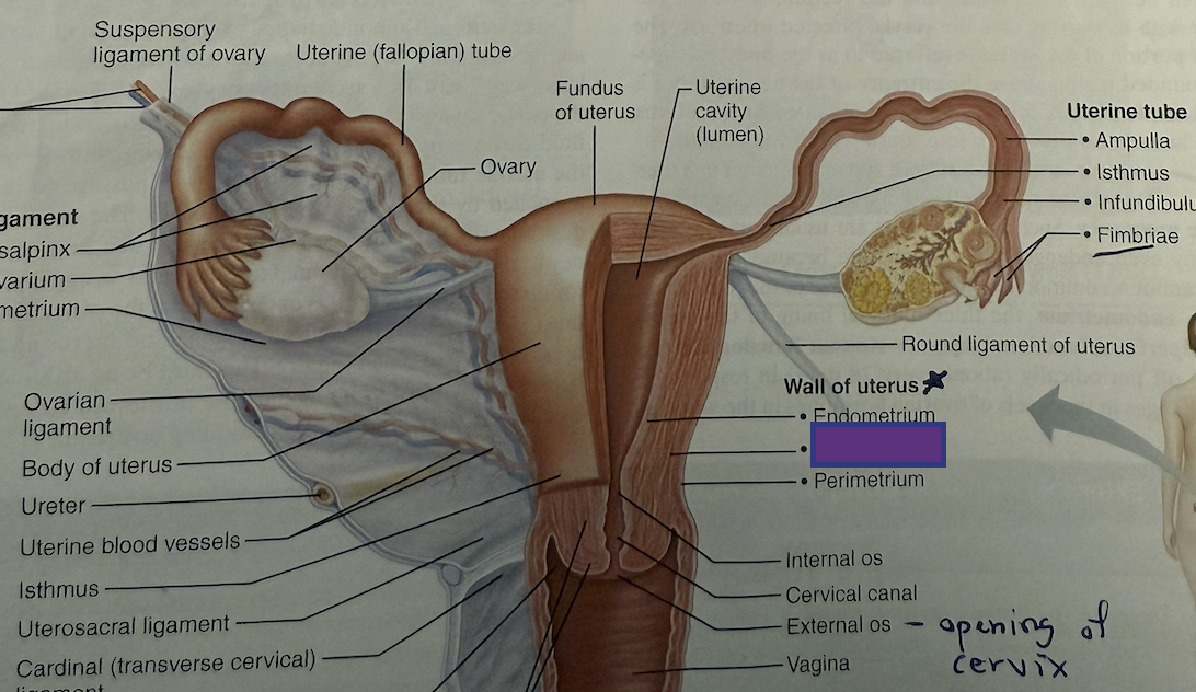 <p>Which layer of the uterus is this? </p>