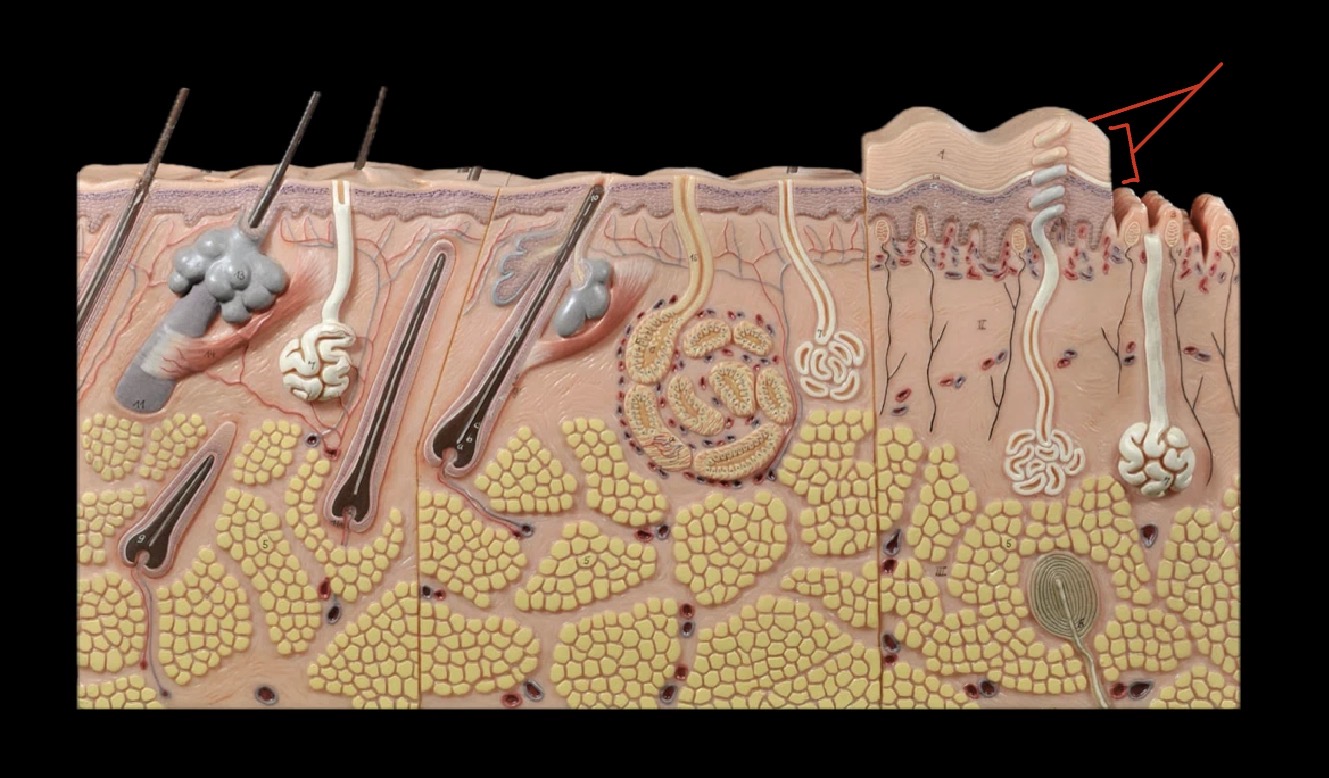 <p>What layer is this?</p>