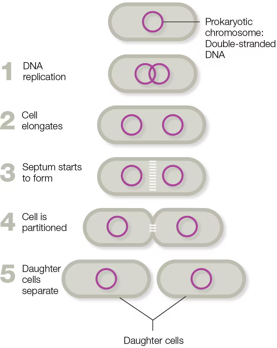 <ol><li><p>DNA is copied</p></li><li><p>Cell grows</p></li><li><p>Chromosomes are drawn to opposite ends of the cell (critical size)</p></li><li><p>The septum (partition) begins at the midpoint</p></li><li><p>Septum walls off, two daughter cells form</p></li></ol><p></p>