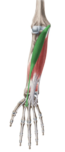 <p>flexor carpi radialis</p>