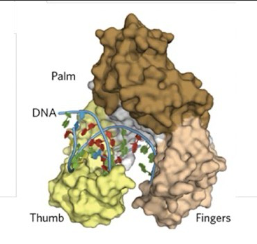 <p>Uses <strong>dNTPs</strong>; Catalyzes extension of DNA strand one <strong>dNMP</strong> at a time; synthesizes<strong> 5’ → 3’</strong>; requires a <strong>template</strong> and DNA/RNA <strong>primers</strong></p>
