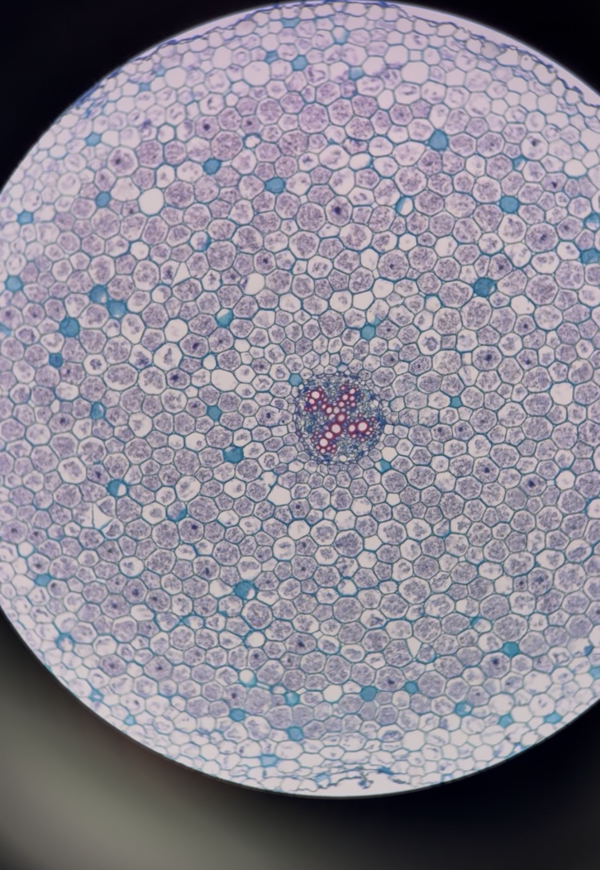 <p>What is this structure?</p>