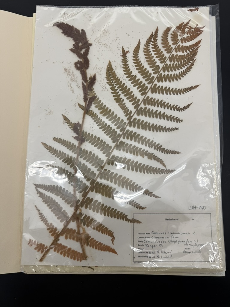 <p>Cinnamon fern</p>