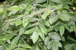 <p>compound leaf, 5-9 leaflets, ovate w triangle tip, light green</p>
