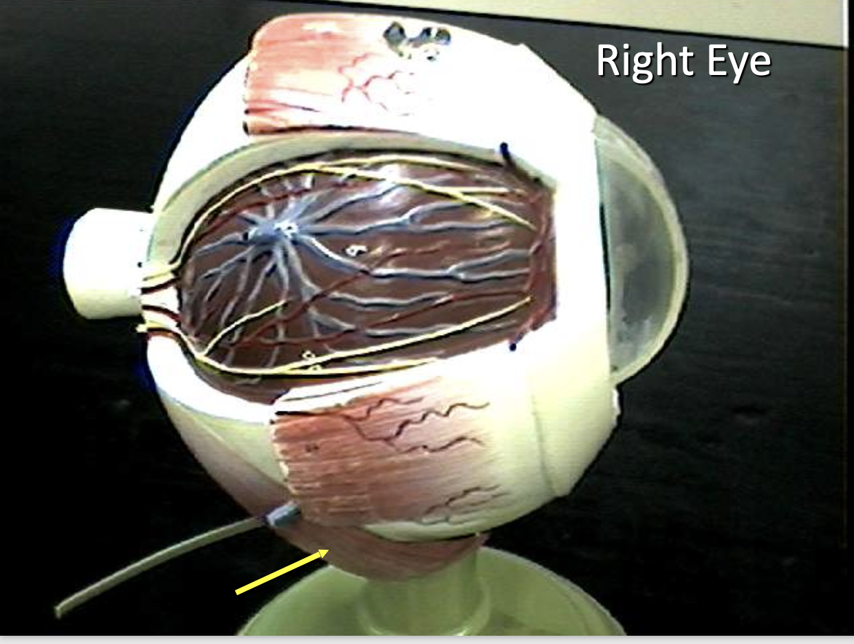 <p>Identify the eye parts of the right eye. </p>
