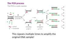 <p>The PCR process. It repeats multiple times to amplify the original DNA sample.</p>