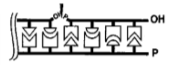 <p>which type of nuclease breaks a phosphodiester bond <strong>within </strong>a polynucleotide chain</p>