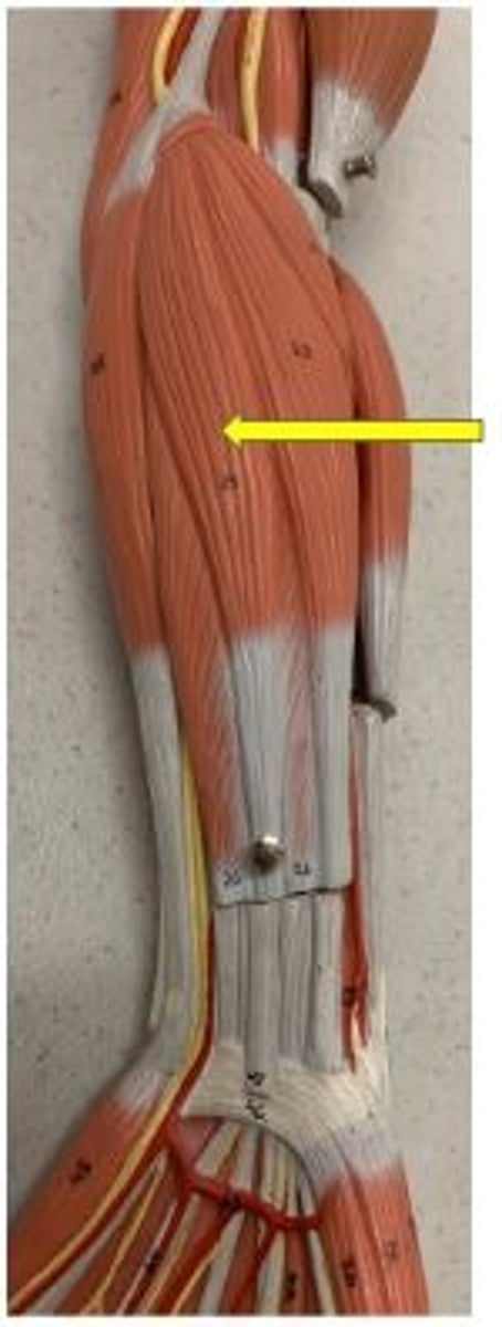 <p>flexes wrist</p>