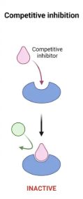 <p>compete with the neutral substrate for binding sites, binds before substrate. Slow down reaction rate but do not affect the maximal rate (v max). They have a very similar structure to the enzyme substrate </p>