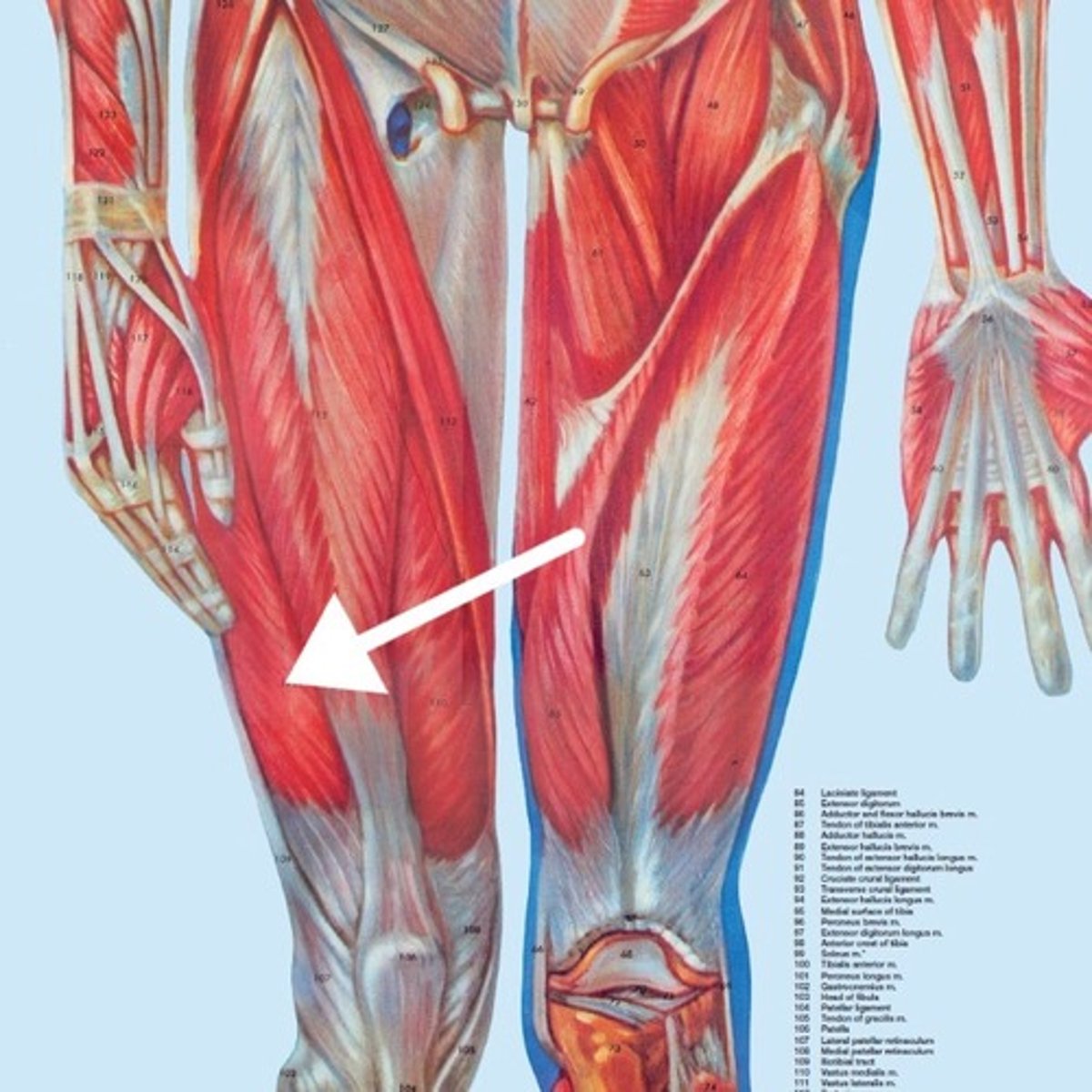 <p>What is this muscle?</p>