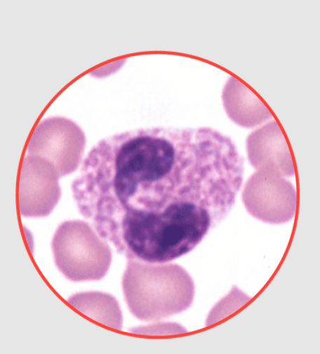 <p>What species does this neutrophil belong to? dog, equine, feline, or bovine?</p>