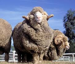 <p>Merino</p>