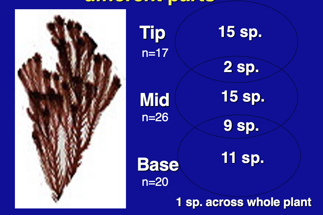 <p>Furanone affect diversity?</p><p>Bacteria isolates ifrom diff. parts </p><p>BUT 1 sp. across the whole plant</p>