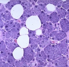 <p>give anatomical name, histological classification, and secretion of gland shown</p>